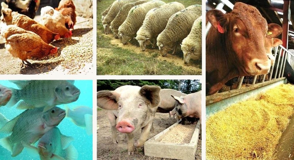 مزارع صنعتی؛ فاجعه ای پنهان برای زمین، جانوران و انسان ها