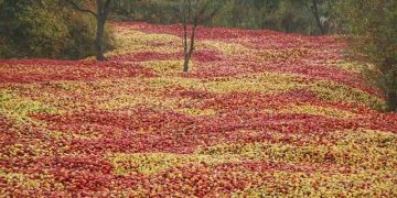 ممنوعیت توسعه باغات در حوضه دریاچه ارومیه