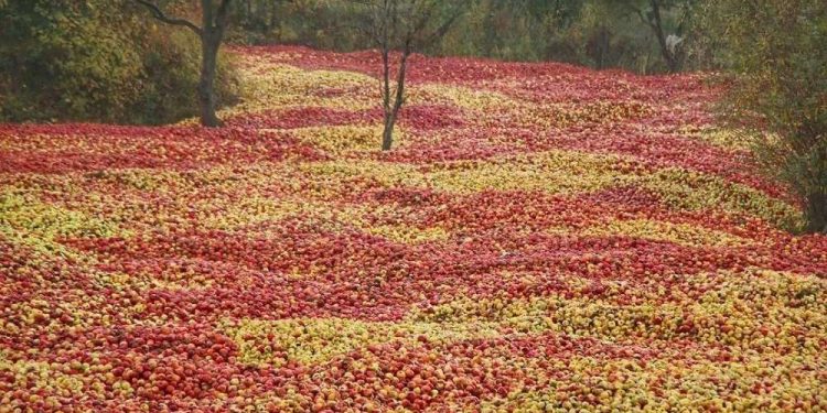 ممنوعیت توسعه باغات در حوضه دریاچه ارومیه