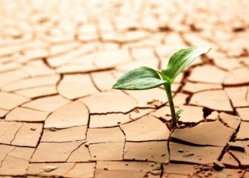 از بین رفتن باغات بدلیل خشک شدن دریاچه ارومیه و کم‌آبی