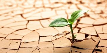 از بین رفتن باغات بدلیل خشک شدن دریاچه ارومیه و کم‌آبی