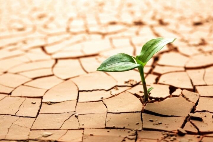 از بین رفتن باغات بدلیل خشک شدن دریاچه ارومیه و