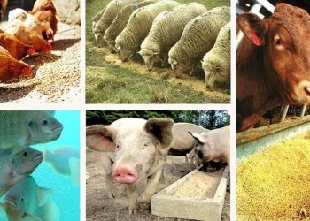 مزارع صنعتی؛ فاجعه‌ای پنهان برای زمین، جانوران و انسان‌ها