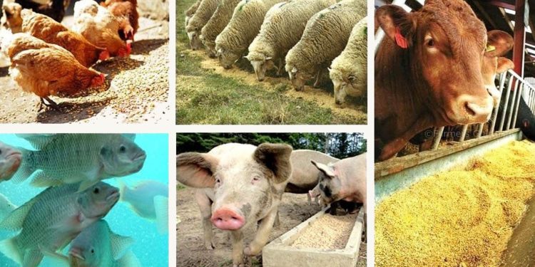 مزارع صنعتی؛ فاجعه‌ای پنهان برای زمین، جانوران و انسان‌ها