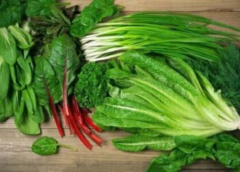 رژیم غذایی گیاهی؛ راهی پایدار برای سلامت بدن، روان، محیط زیست و حقوق حیوانات