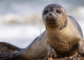 تنها پستاندار بومی دریای خزر در معرض انقراض/ عکس