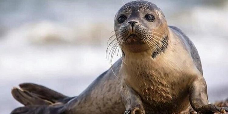 تنها پستاندار بومی دریای خزر در معرض انقراض/ عکس