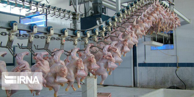 هشترود قطب تولید گوشت مرغ در آذربایجان شرقی است