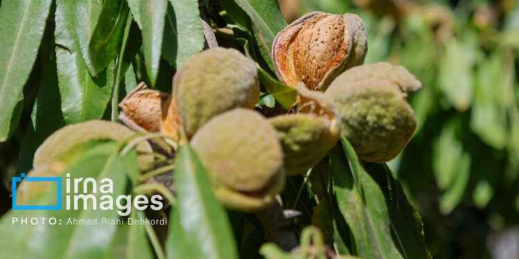 رونق کشاورزی با برگزاری جشنواره ها؛ این بار جشنواره بادام خسروشاه