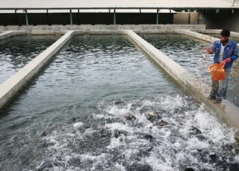 رشد ۲۰ درصدی تولید ماهی قزل‌آلا در آذربایجان شرقی