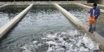 رشد ۲۰ درصدی تولید ماهی قزل‌آلا در آذربایجان شرقی