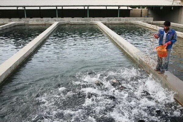 رشد ۲۰ درصدی تولید ماهی قزل‌آلا در آذربایجان شرقی