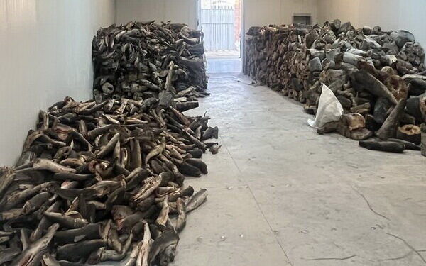 کشف ۲۶ تن گوشت کوسه ماهی در تبریز ! 1 کشف ۲۶ تن گوشت کوسه ماهی در تبریز !