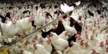 هشدار دامپزشکی آذربایجان شرقی نسبت به پیامدهای افزایش دمای هوا در مراکز تولید طیور